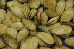 Clams
