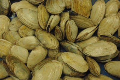 Clams