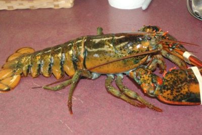Live Lobster