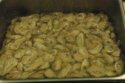 Oysters (shucked)
