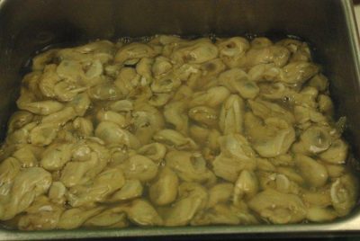 Oysters (shucked)